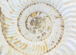 Wide Ammonite Fossil With Stand - Madagascar #51259-2